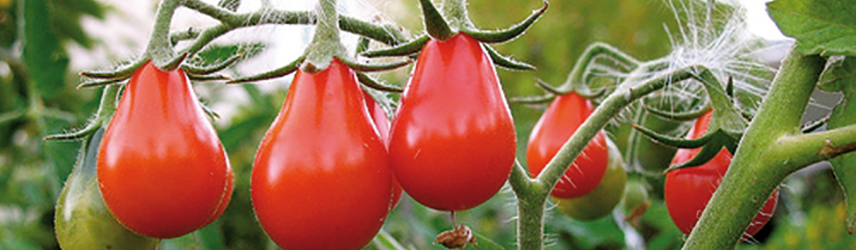 semences bio de tomate culture en pot ou potager