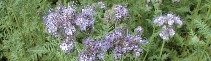 semis d'été engrais vert - phacelie bio