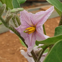 aubergine de Barbentane semences bio