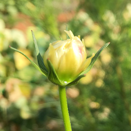  Cosmos, semences de fleurs bio