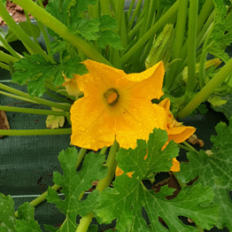 Fleur de courgette, semences bio