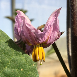 aubergine bio