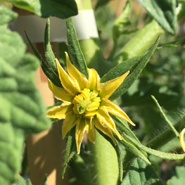 Tomate bio Tomate bio