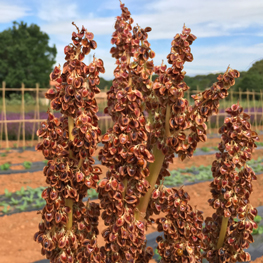 graines bio rhubarbe graines bio rhubarbe