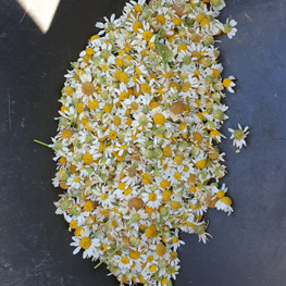 fleurs bio de camomille