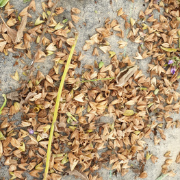 fleurs de sauge semences bio