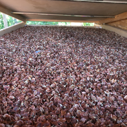 graines de rhubarbe bio graines de rhubarbe bio