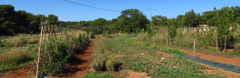 ferme semencière 100% Bio - La semence bio