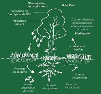verger maraicher - agroforesterie - potager bio