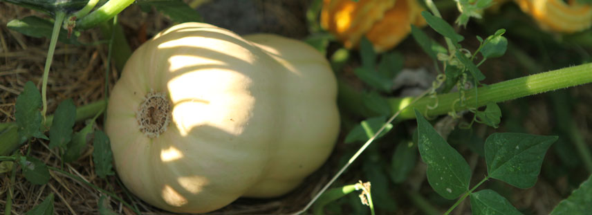 courge - semences bio - La semence bio