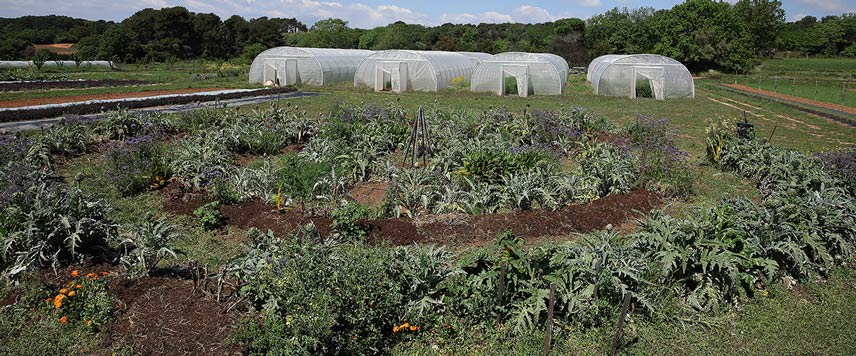 mandala -ferme semenciere - permaculture bio