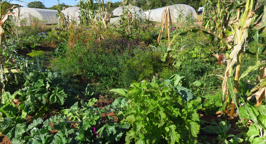 mandala -ferme semenciere - permaculture bio