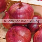 semences bio oignon rouge