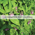 Consoude officinale bio semences potager