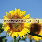 semences bio de tournesol