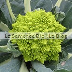 chou-fleur bio semences potager