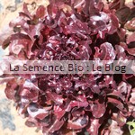 Salad Bowl rouge semences bio