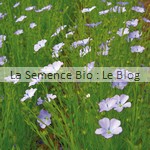 semences bio lin bleu