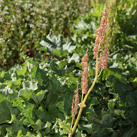 semence bio de rhubarbe - ferme semenciere