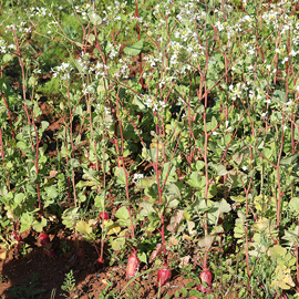 semence bio de radis - ferme semenciere