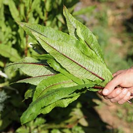 semences bio oseille sanguine