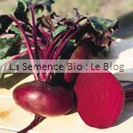 semences de betterave bio - potager