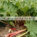 semences bio rhubarbe bio