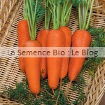 semences bio de carotte