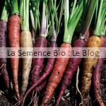 semences bio carottes