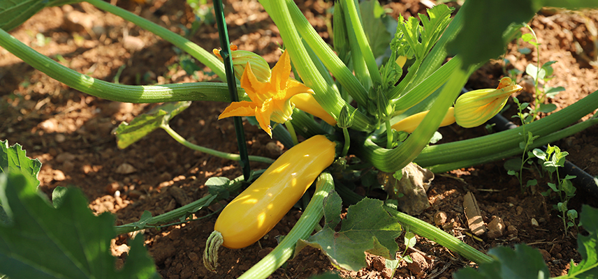 recolte - semences bio - courgette