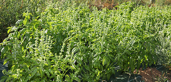 Ferme semencière bio - Basilic Genovese