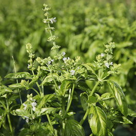 Ferme semencière bio - Basilic Genovese