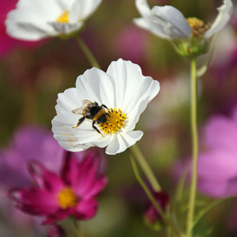 Ferme semencière - Cosmos bio