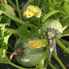 Ferme semencière - Courgettes rondes de Nice bio