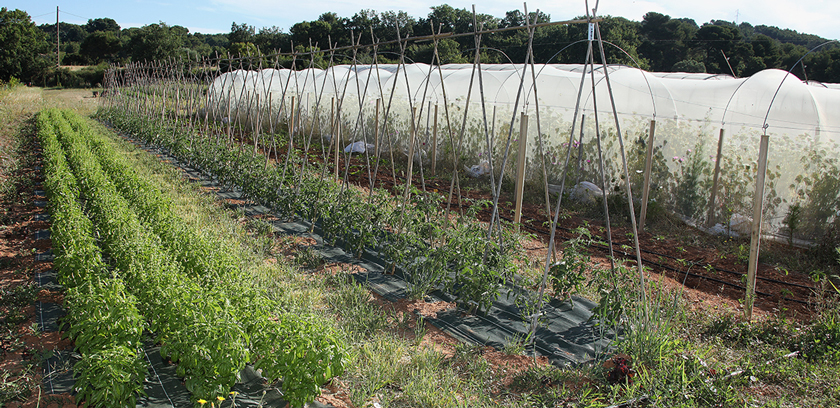 ferme semenciere bio