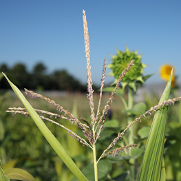 Ferme semencière - Maïs & Tournesol bio