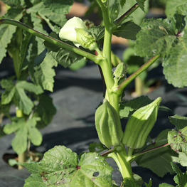 Ferme semencière - okra bio