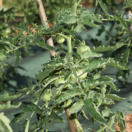 Ferme semencière bio - Tomates Marmande