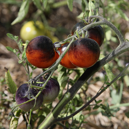 Ferme semencière bio - Tomates Osu Blue