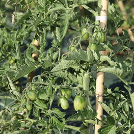 Ferme semencière bio - Tomates Prune Noire