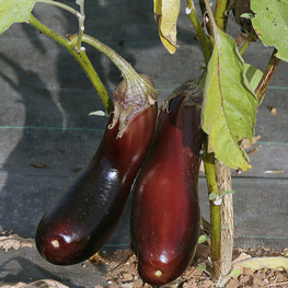 Aubergine de Barbentane - semences bio