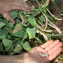 Haricot Slenderette - semences bio Haricot Slenderette - semences bio