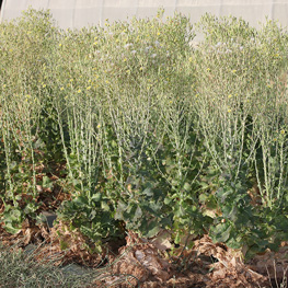 Laitue des 4 saisons - semence bio Laitue des 4 saisons - semence bio