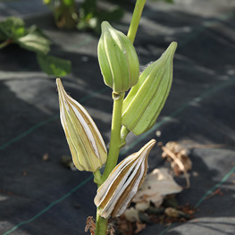 semence bio Okra - gombo