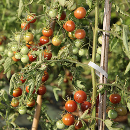 Tomate Cerise - semences bio Tomate Cerise - semences bio