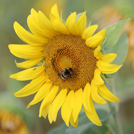 tournesol - semences bio