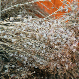 Laitue Grenobloise - semences bio Laitue Grenobloise - semences bio