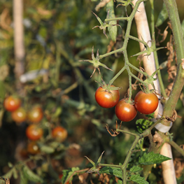 semences bio Tomate cerise Black Cherry