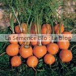 Carotte semences bio