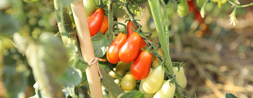 biodynamie - légumes fruit - potager bio
